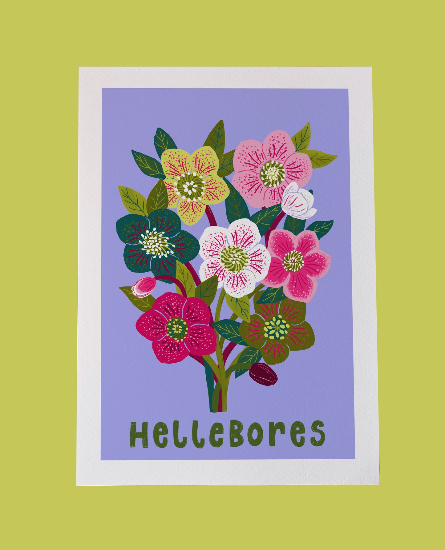 Hellebores  Flower Art Print