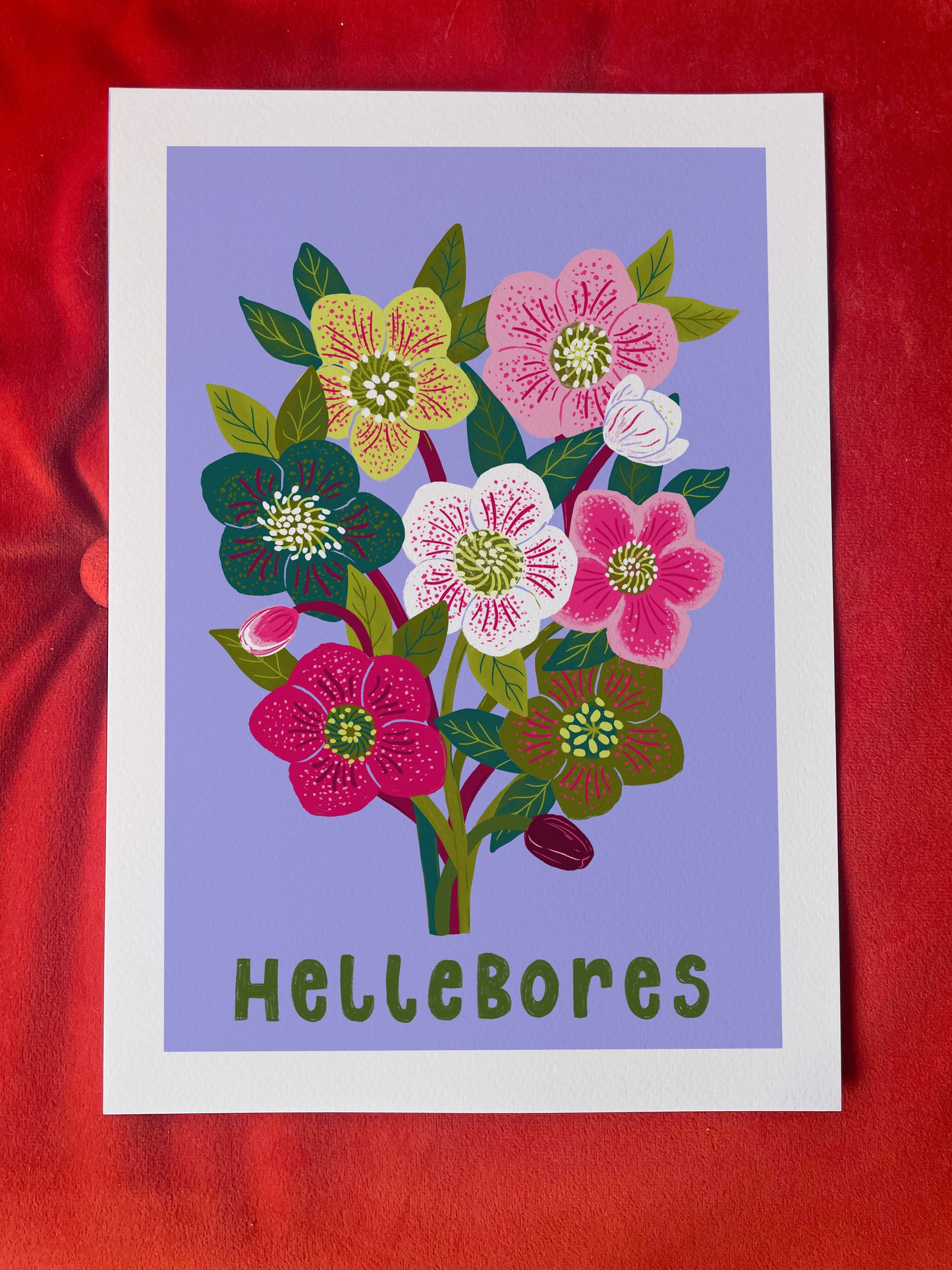 Hellebores  Flower Art Print