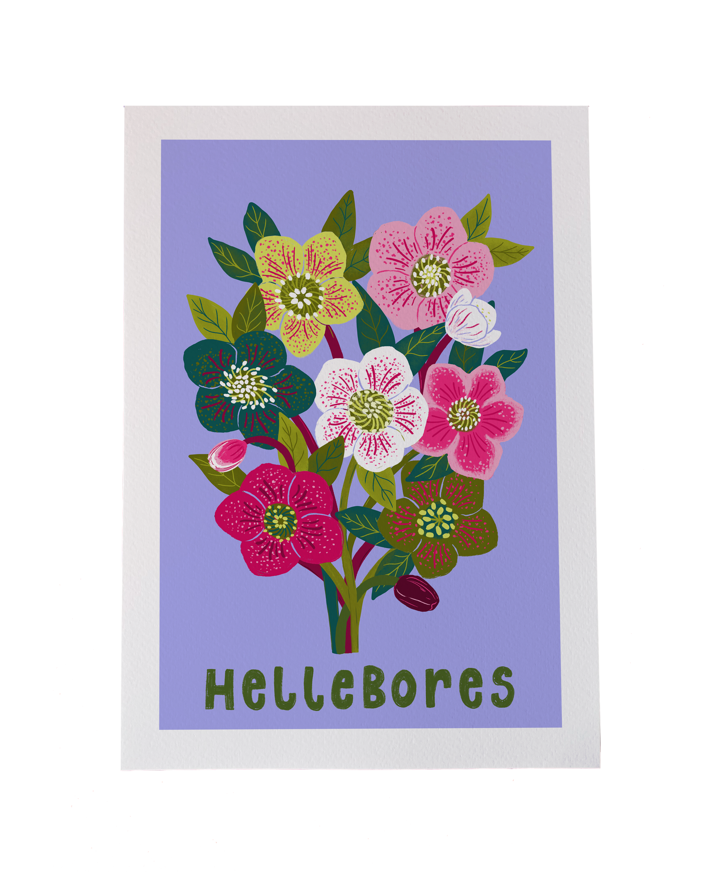 Hellebores  Flower Art Print